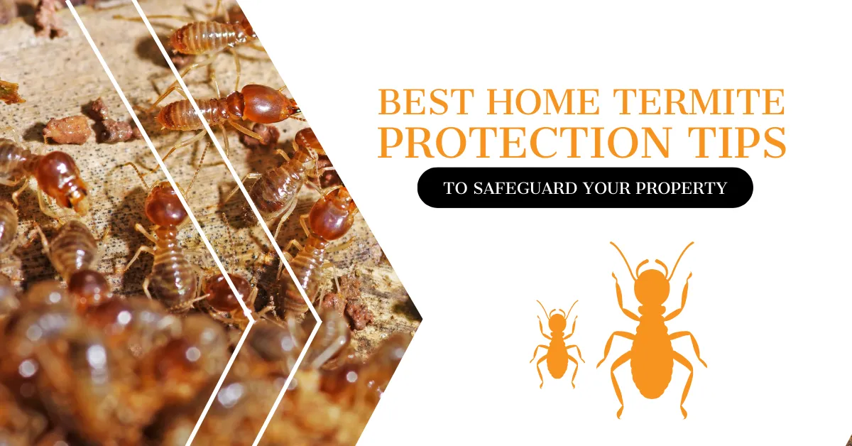 Home Termite Protection Tips | Kingsman Pest