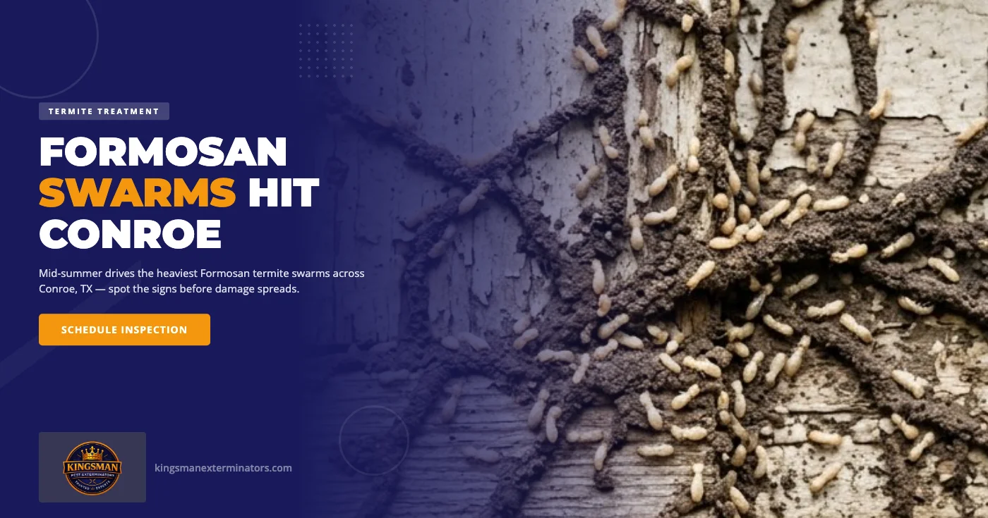 Why Formosan Termite Swarms Hit Conroe, TX Hardest in Mid-Summer
