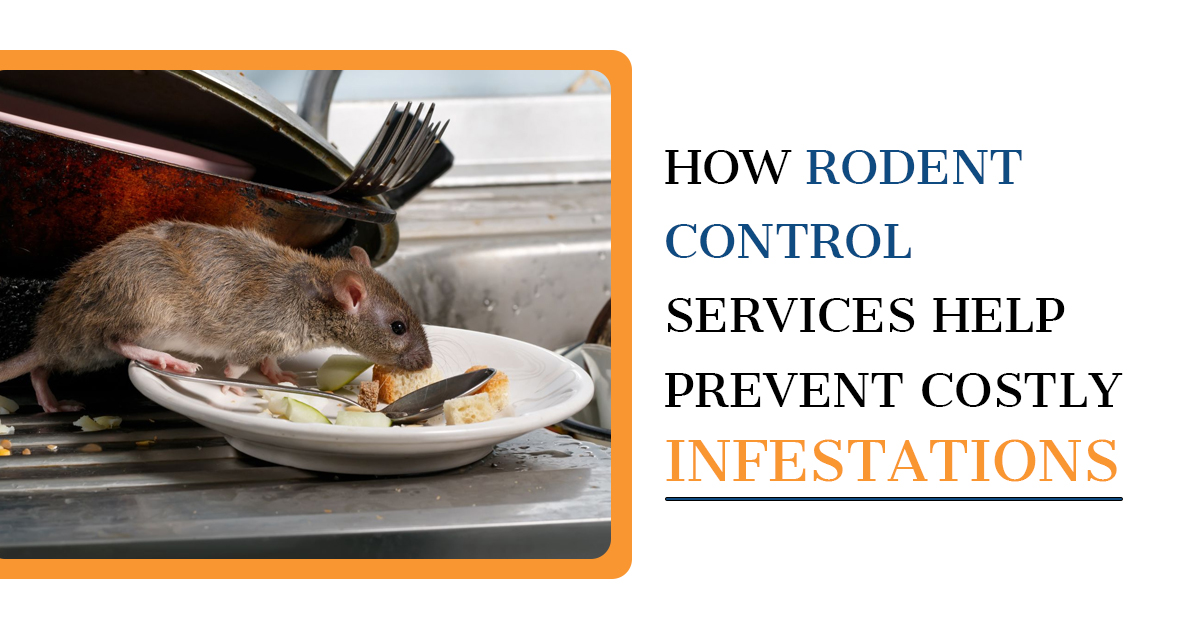 Rodent Control to Prevent Infestations | Kingsman Pest