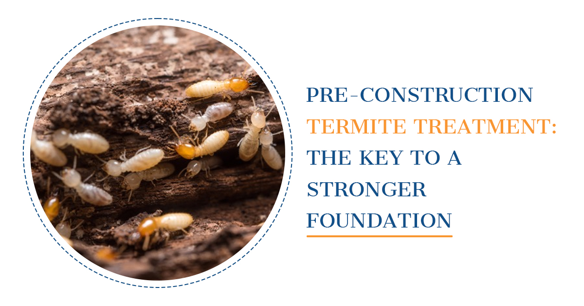 Termite Treatment for Strong Foundations | Kingsman Pest