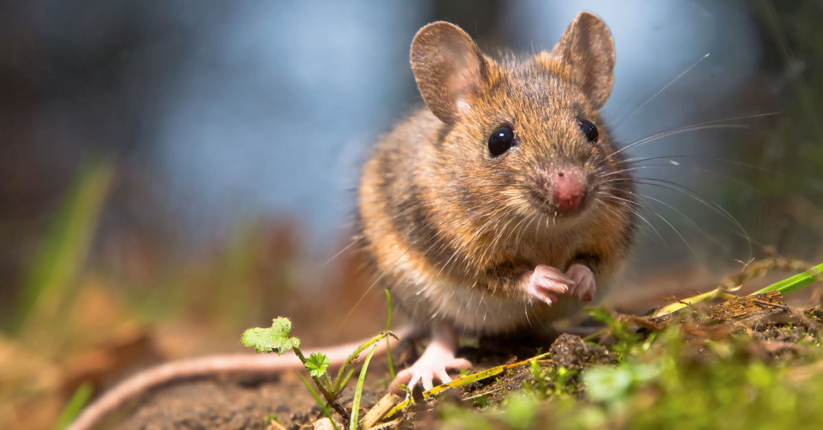 Rodent Prevention in The Woodlands | Kingsman Pest