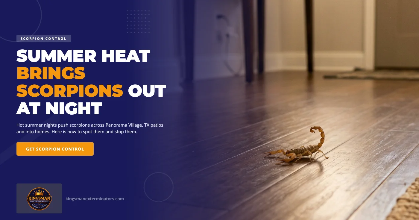 Why Summer Heat Brings Scorpions Out at Night in Panorama Village, TX Homes