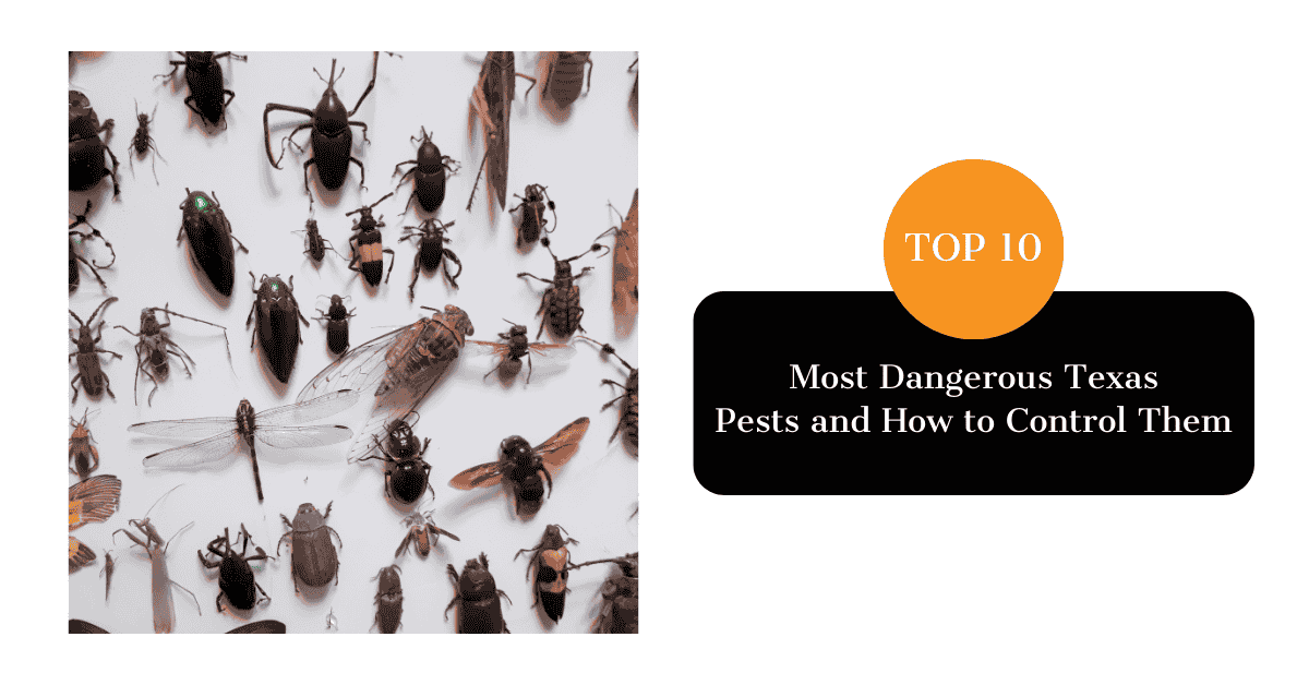 Top 10 Dangerous Texas Pests | Kingsman Pest