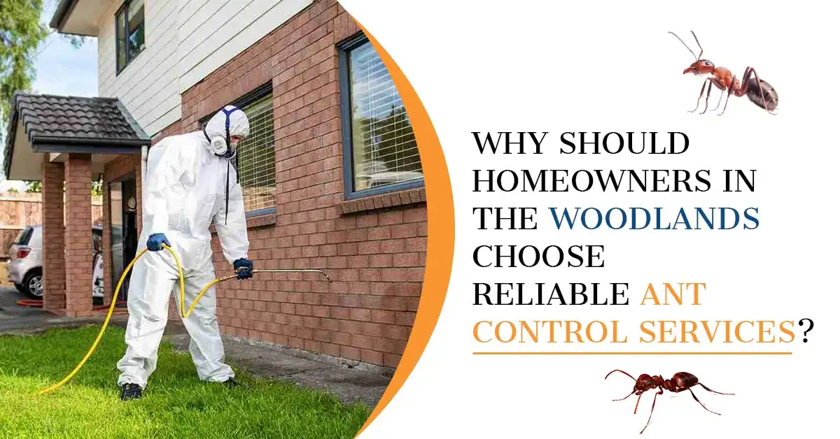 Ant Control for Woodlands Homeowners | Kingsman Pest